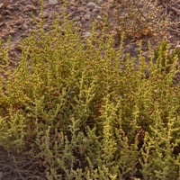 بذور الثرمد ( salsola )