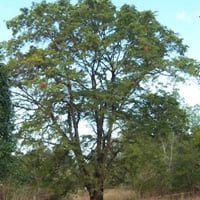 بذور شجرة تمر هندي جملة ( Tamarindus indica )