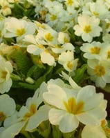 بذور زهرة البريمولا ( Primula vulgaris )