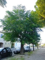 بذور شجرة الزنزلخت ( Melia azedarach )