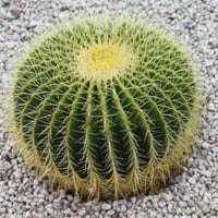 صبار عمة القاضي ( Echinocactus grusonii )
