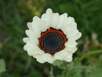 بذور زهرة ملكة الحقل ( arctotis fastuosa )