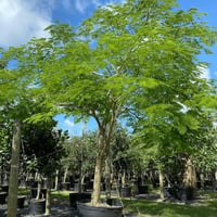 بذور شجرة انترلوبيوم ( Enterolobium )