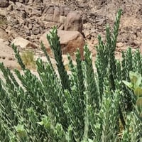 بذور الحرجل ( Solenostemma argel )