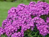 بذور زهرة الفلوكس (Phlox paniculata)