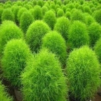 بذور الكوشيا ( kochia scoparia )