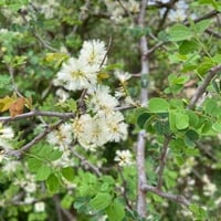 بذور الطلح العسلي - الضبة ( Acacia melli )