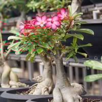بذور العدنة-الأدينيوم (Adenium obesum)