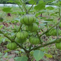 بذور الحرنكش