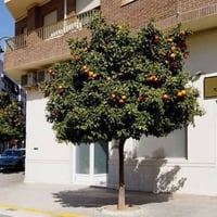 بذور النارنج ( CITRUS AURANTIUM