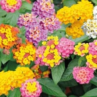 بذور شجيرة لانتانا كامارا الملونة ( Lantana camara...