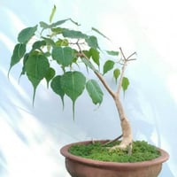 بذور فيكس لسان العصفور - Ficus religiosa