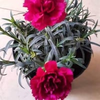 بذور القرنفل الأحمر ( Dianthus caryophyllus )