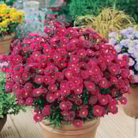 بذور زهرة أستر ( Aster )