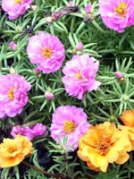 بذور زهرة الصباح ( portulaca )