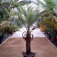 بذور نخيل روبيلني ( Phoenix roebelenii )