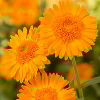 بذور زهرة اذريون ( Calendula officinalis )