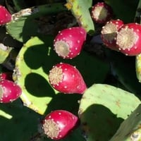 بذور صبار كمثري شرقي ( Opuntia humifusa )