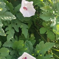 بذور ست الحسن المتسلقة بيضاء ( Ipomoea Cairica )
