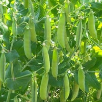 بذور البازلاء ( Pisum sativum )