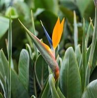 بذور عصفور الجنة الملكي ( Strelitzia reginae )