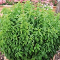 بذور ستيفيا ( STEVIA REBAUDIANA )