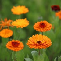 بذور الأذريون الطبي ( Calendula officinalis )