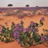 بذور زهور الخزامى البرية ( Horwoodia dic )