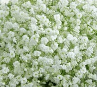 بذور زهرة الجيبسوفيلا ( Gypsophila )