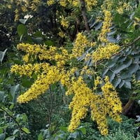 بذور شجرة المطر الذهبية Koelreuteria Paniculata