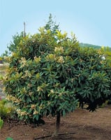 بذور فاكهة البشملة (Eriobotrya )