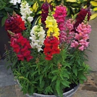 حنك السبع او فم السمكه جمله