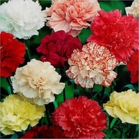 بذور قرنفل ملون ( Dianthus )