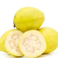 بذور شجرة الجوافه الصفرا (Psidium guajava)
