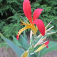 بذور الكنا الهندي ( Canna indica )