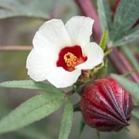 بذور شجيرة الكركديه ( Hibiscus sabdariffa )