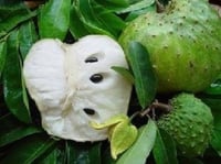 بذور فاكهة القشطة ( Annona sp )