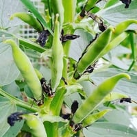 بذور الفول ( Vicia faba )
