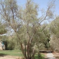 بذور المورينغا العربي ، البان ، اليسر ( Moringa Pe...