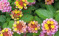 بذور شجيرة لانتانا كامارا الملونة ( Lantana camara...