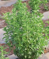 بذور ستيفيا ( STEVIA REBAUDIANA )