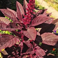 بذور أمرنتس أحمر ( Amaranthus cruentus )