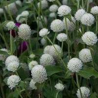 بذور زهرة جمفرينا بيضاء ( Gomphrena gloposa )