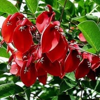 بذور شجيرة أرثرينا ( Erythrina humeana )