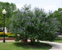 بذور كف مريم