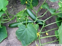 بذور الخيار ( Cucumis sativus )