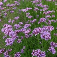 بذور زهرة الفربينيا ( Verbena officinalis )