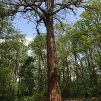 بذور شجرة التيك Tectona grandis