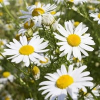 بذور زهور البابونج