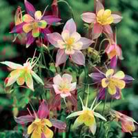 بذور زهرة كالحمامة ( aquilegia caerulea )